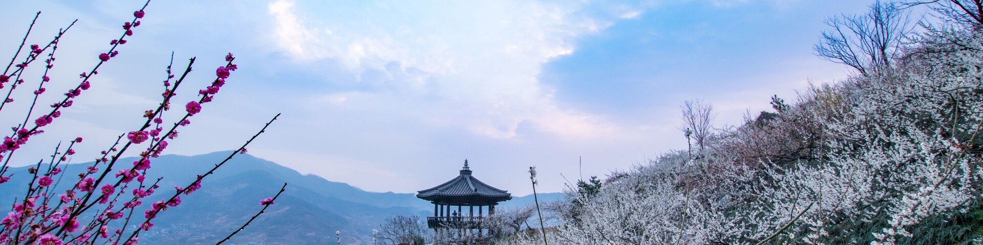 Cheong Maesil Farm of Gwangyang is beautifully plum blossoms., Shutterstock ID 775255552, SF SSA Case with Manager Approval: Case 07151371, Job: Prepay credit, Client/Licensee: , Other: