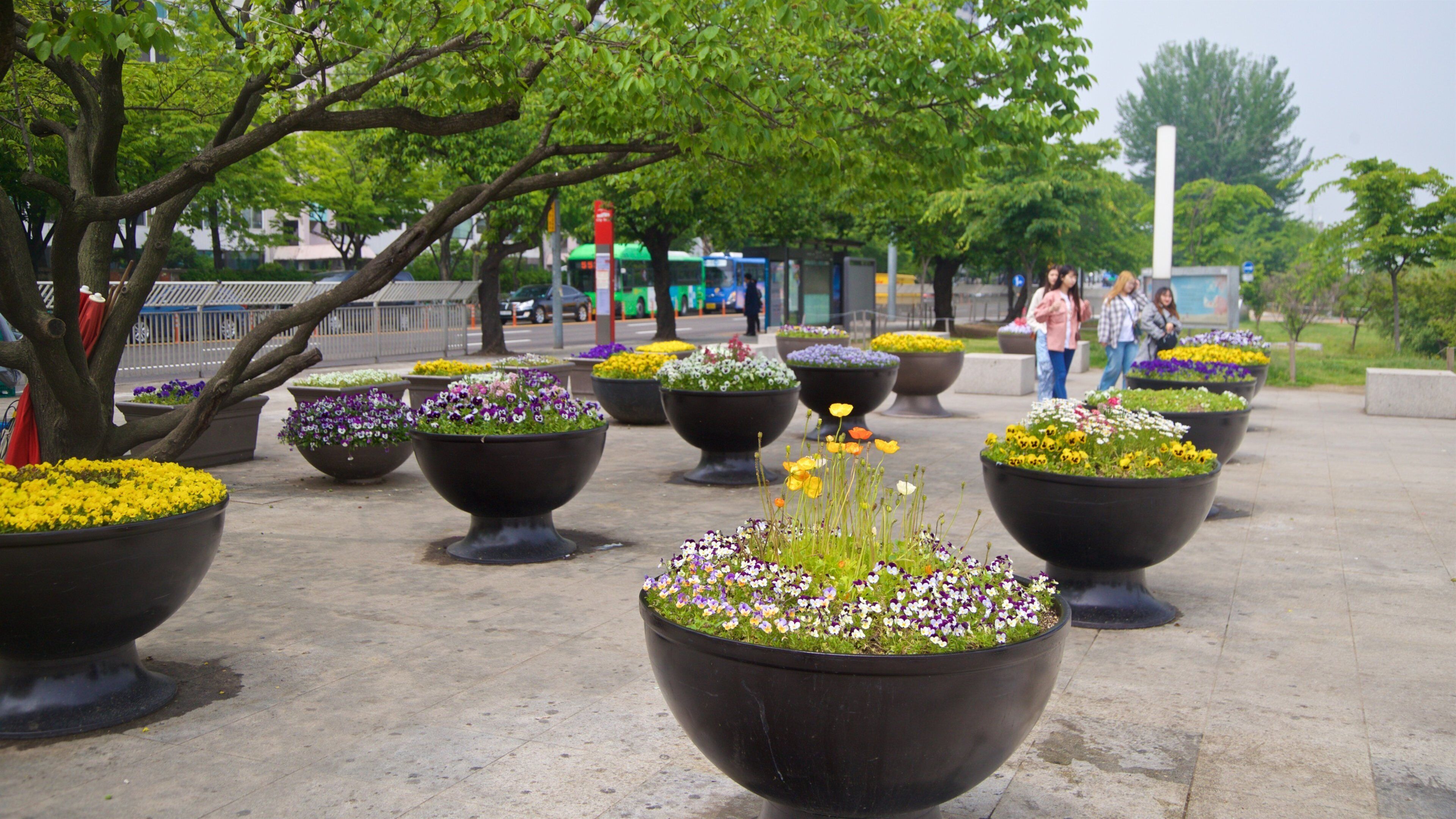 Yeouido Hangang Park which includes a park and flowers