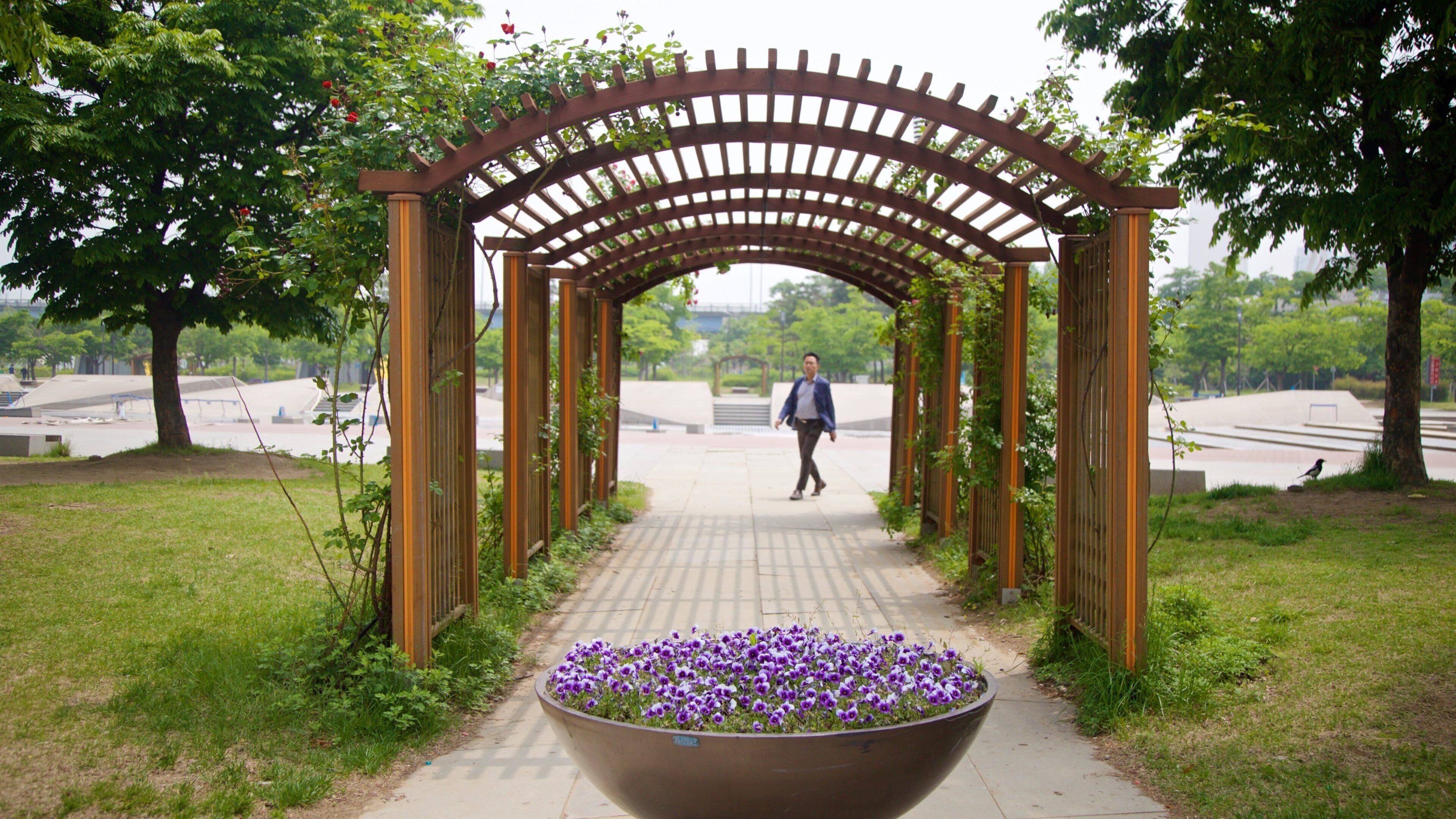 Yeouido Hangang Park featuring flowers and a park as well as an individual male