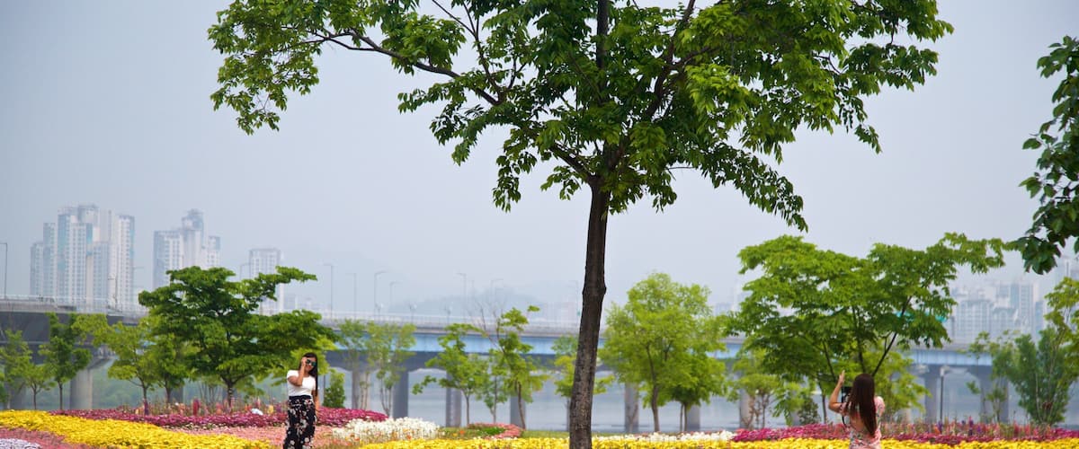 Yeouido Hangang Park showing flowers and a park as well as a couple