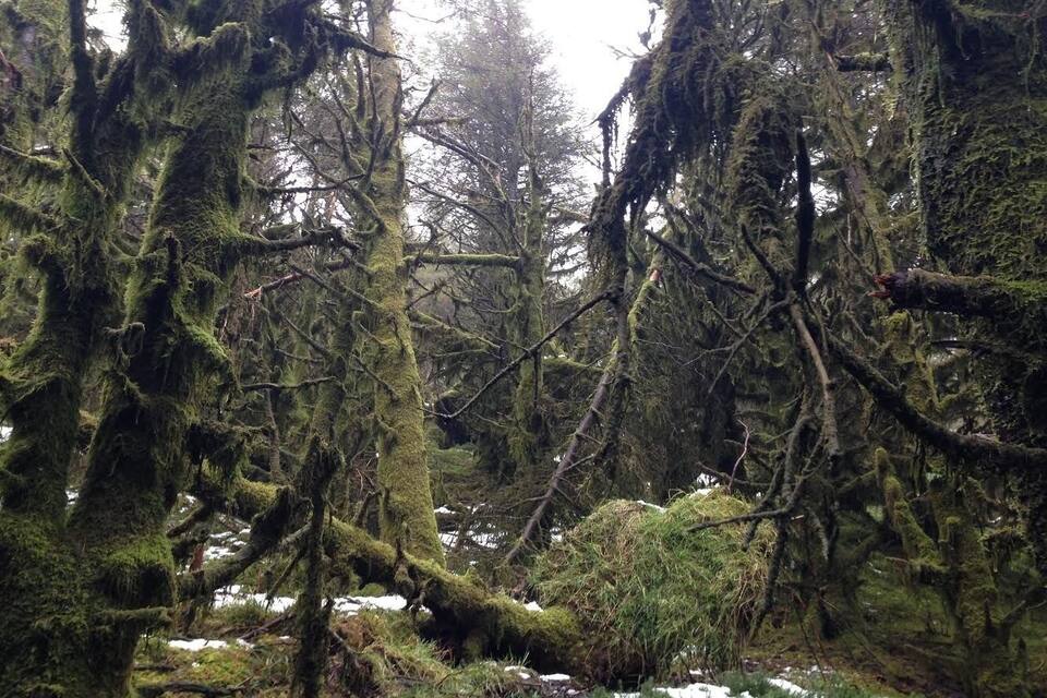 A dense forest with moss-covered trees and a snow-covered ground.
