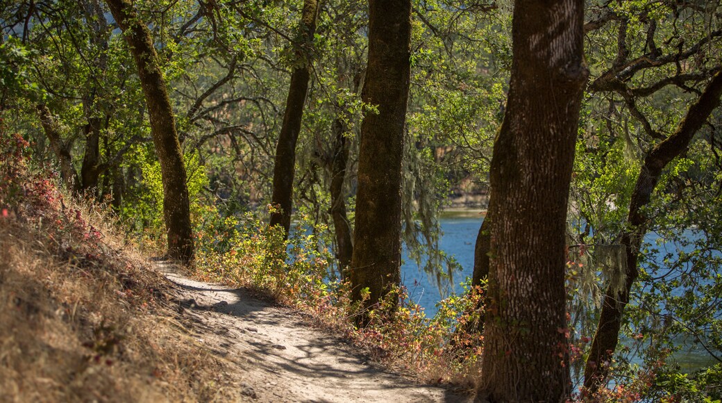 Hiking trail through oak trees in the Sonoma Valley Regional Park in Glen Ellen, California during summer. Wine Country getaway.