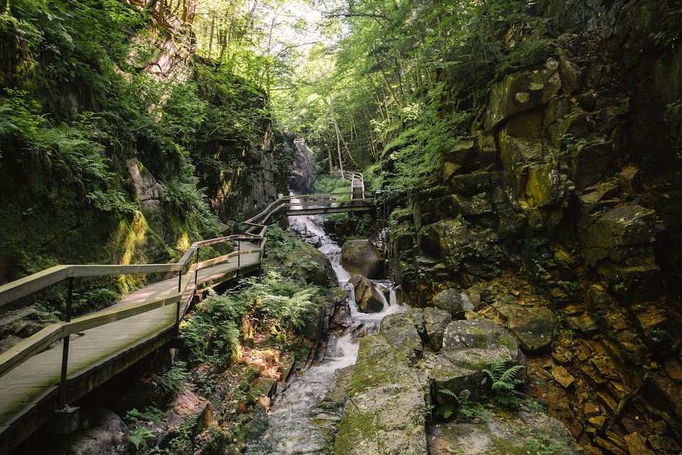 A forested area with a small waterfall, a wooden bridge, and a rocky terrain.