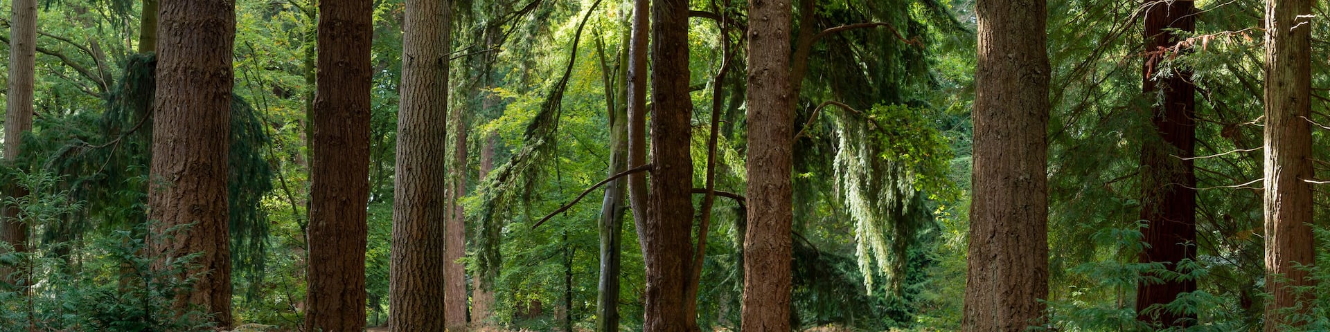 New Forest ancient woodland in Hampshire England