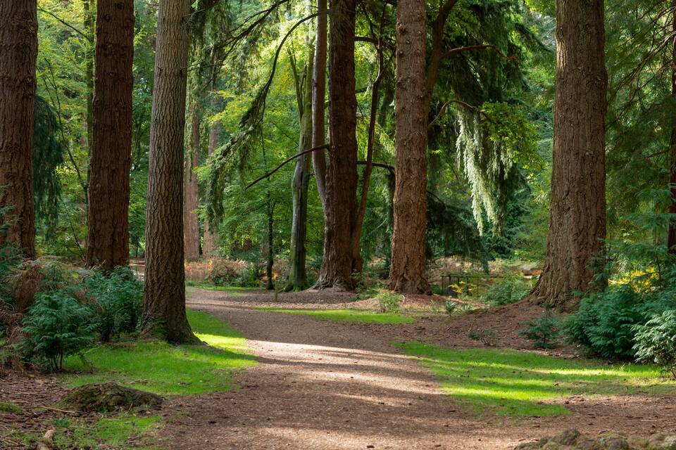 A forest path surrounded by tall trees and lush greenery.