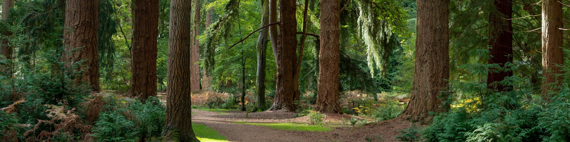 New Forest ancient woodland in Hampshire England