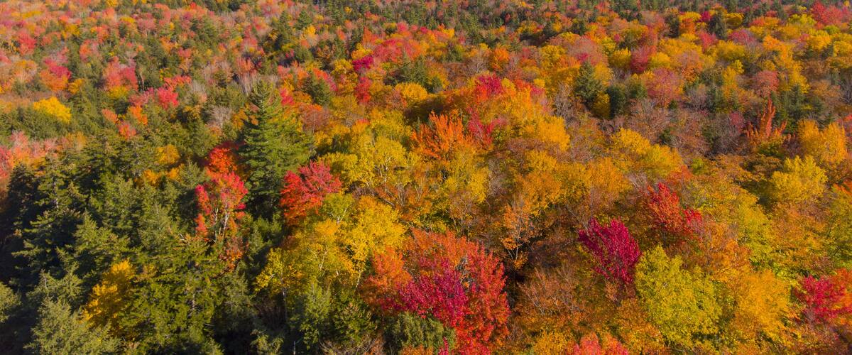 White Mountain National Forest fall foliage on Kancamagus Highway aerial view near Sugar Hill Scenic Vista, Town of Lincoln, New Hampshire NH, USA.