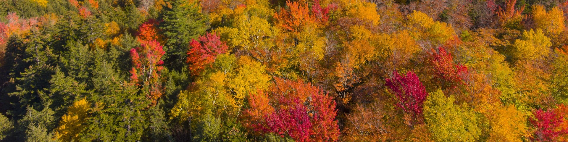White Mountain National Forest fall foliage on Kancamagus Highway aerial view near Sugar Hill Scenic Vista, Town of Lincoln, New Hampshire NH, USA.