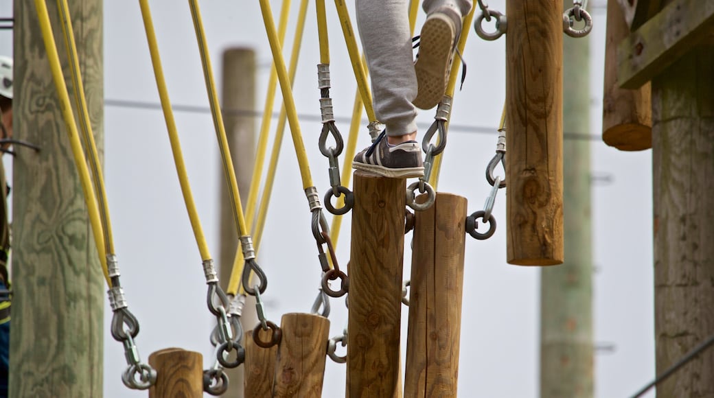 Creepy Valley Adventure Centre som viser hengebro eller gangvei mellom trær