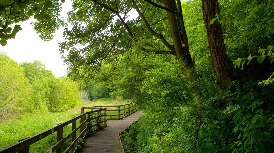 Llangefni showing hiking or walking and forest scenes