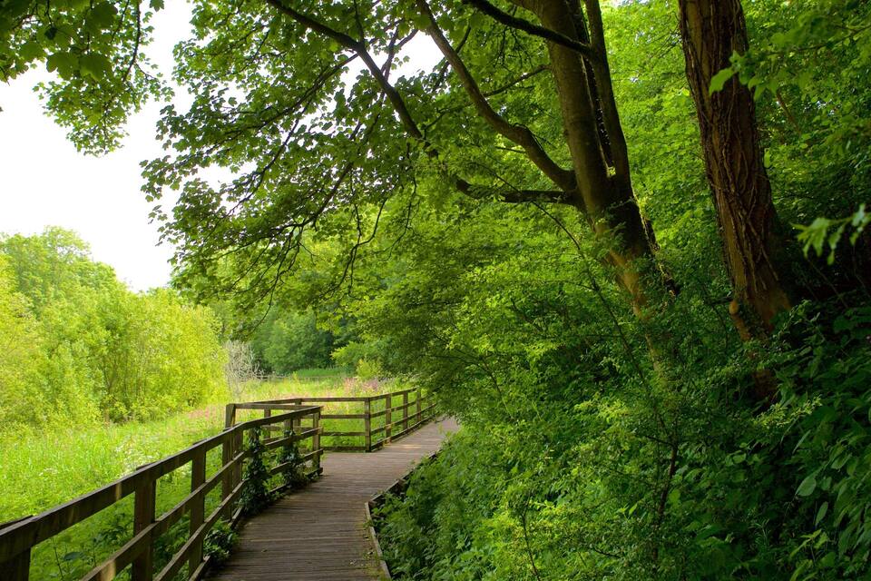 Un paseo marítimo de madera que atraviesa un bosque verde y frondoso.