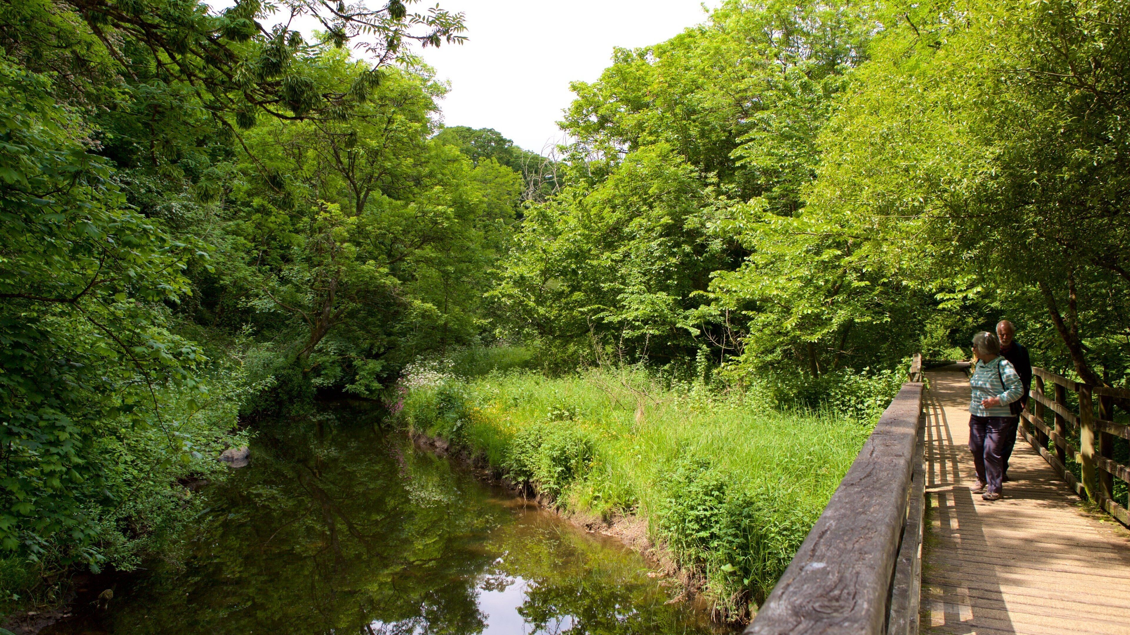 Llangefni mostrando un río o arroyo, caminatas y imágenes de bosques