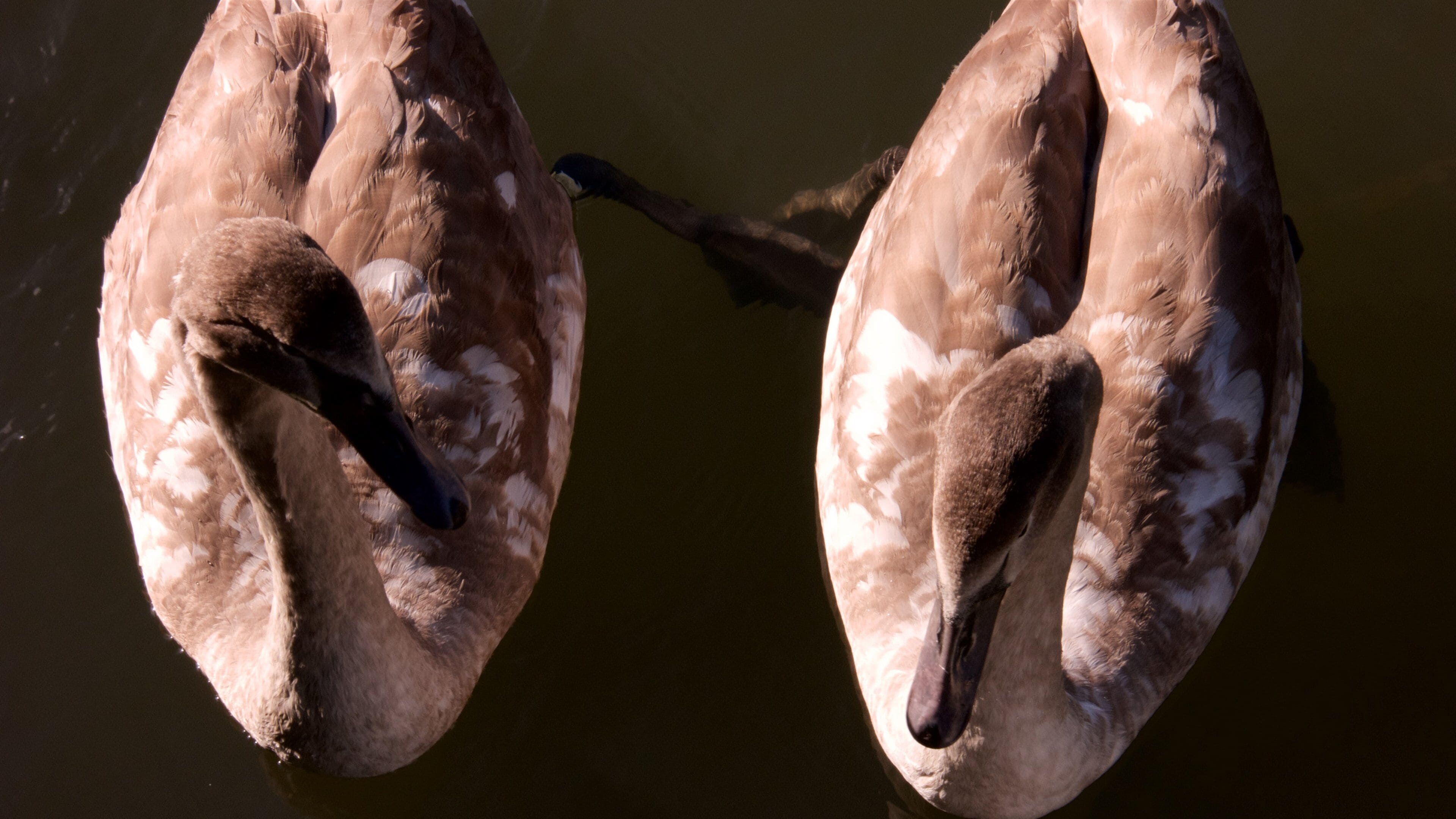 The River Cam showing bird life
