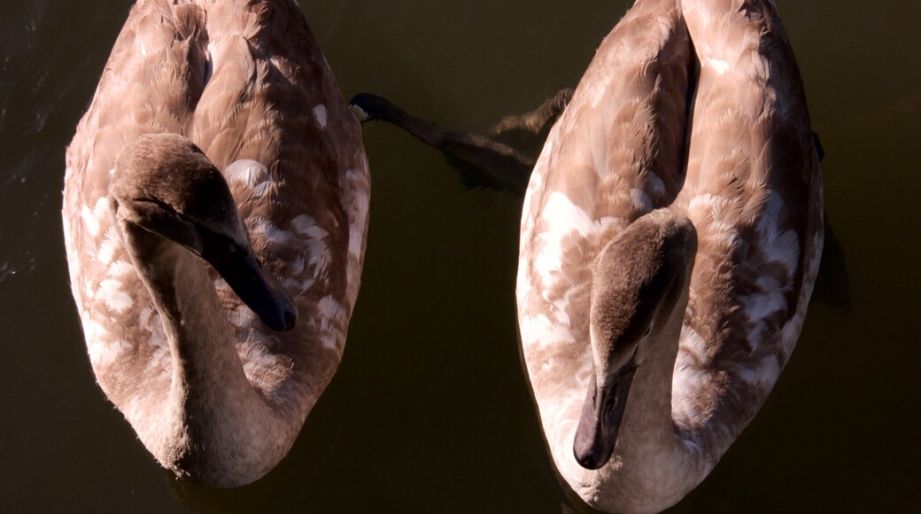 The River Cam showing bird life