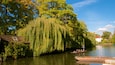 A weeping willow tree by a river, boats, and a white building with a red roof.