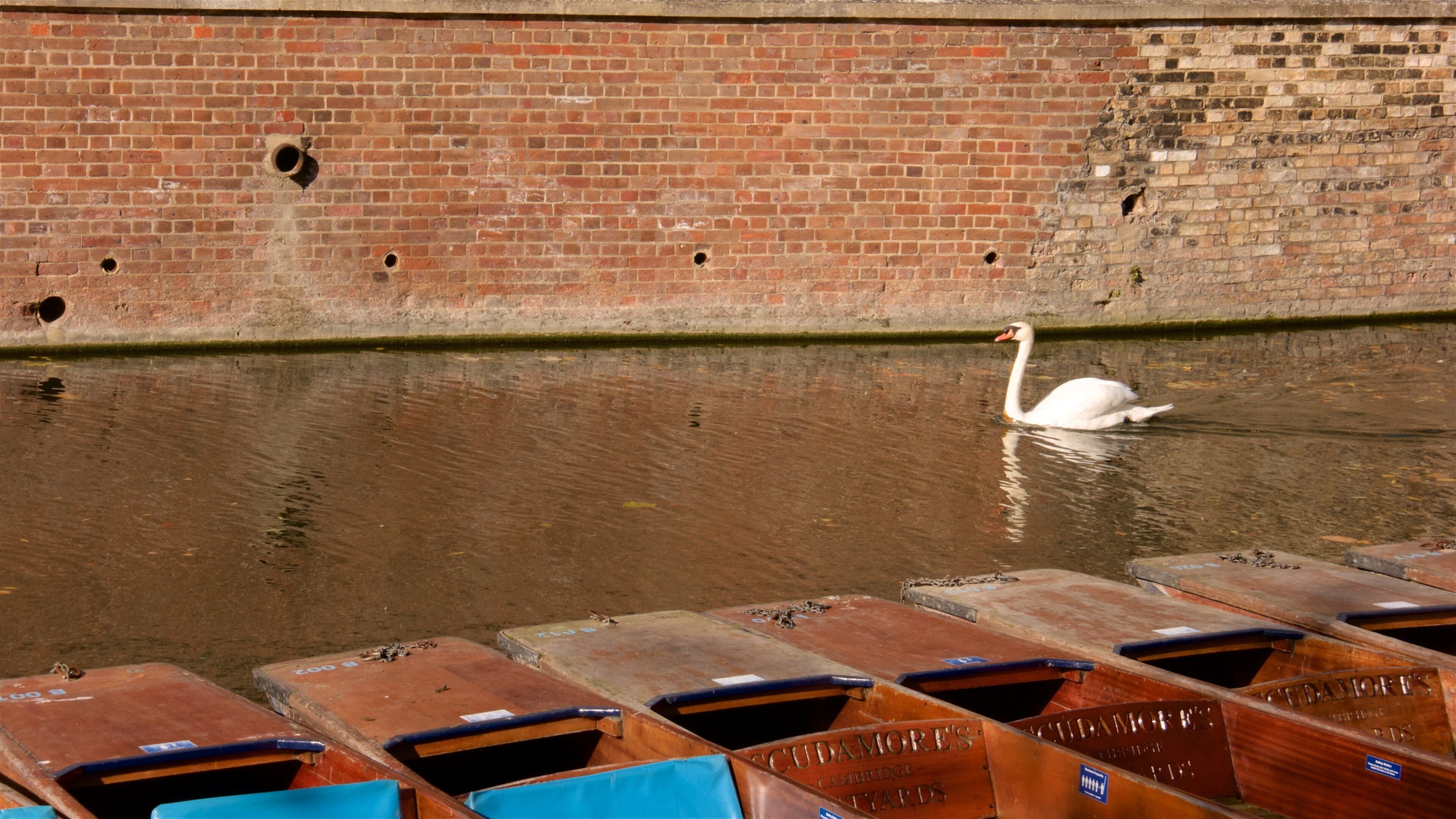 Cambridgeshire toont vogels en een rivier of beek