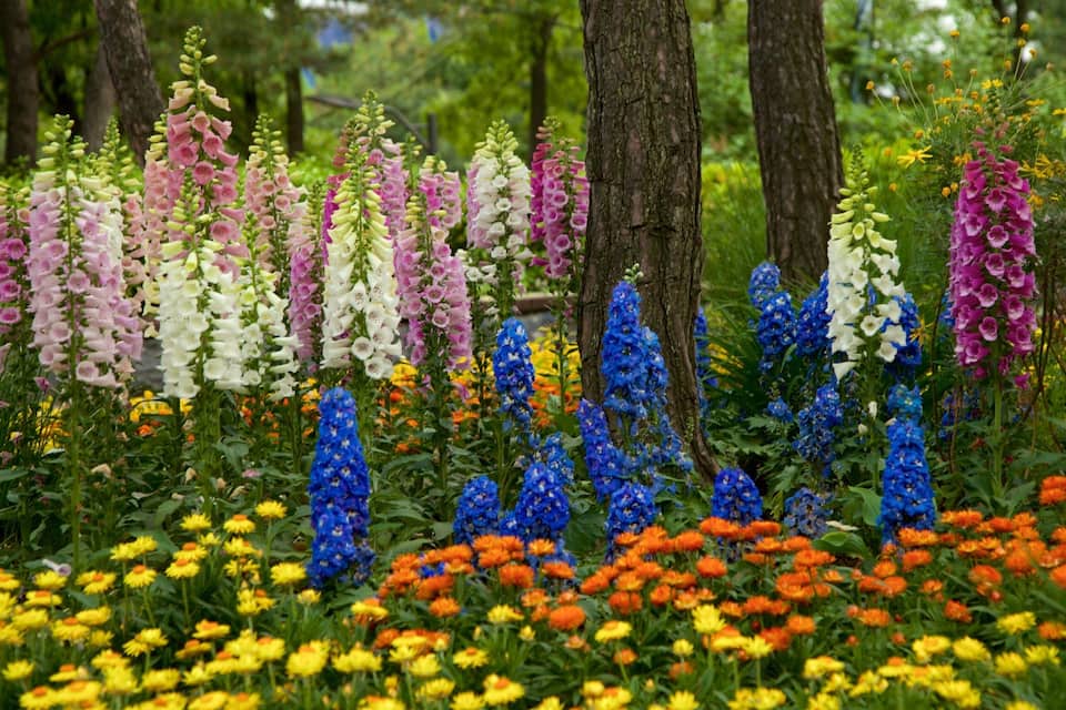 A garden with tall flowering plants and a variety of colorful flowers.