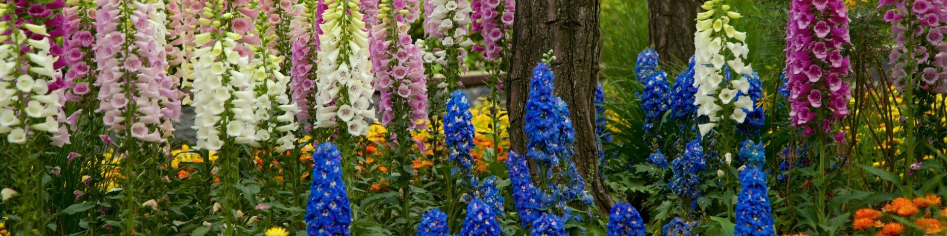 Botanischer Garten Namsan das einen Wildblumen