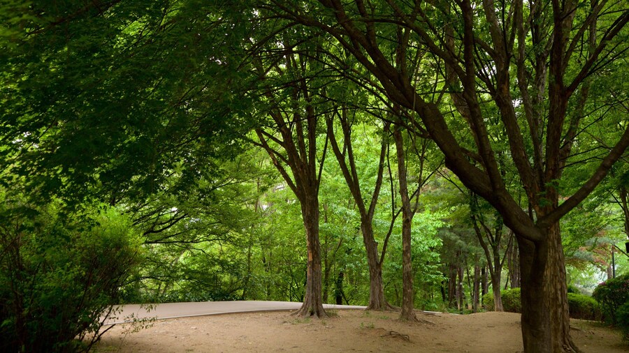 Namsan Botanical Garden which includes a garden
