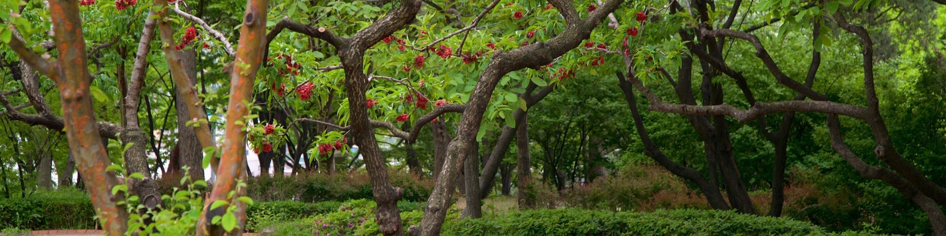 Namsan Botanical Garden which includes wildflowers and a garden