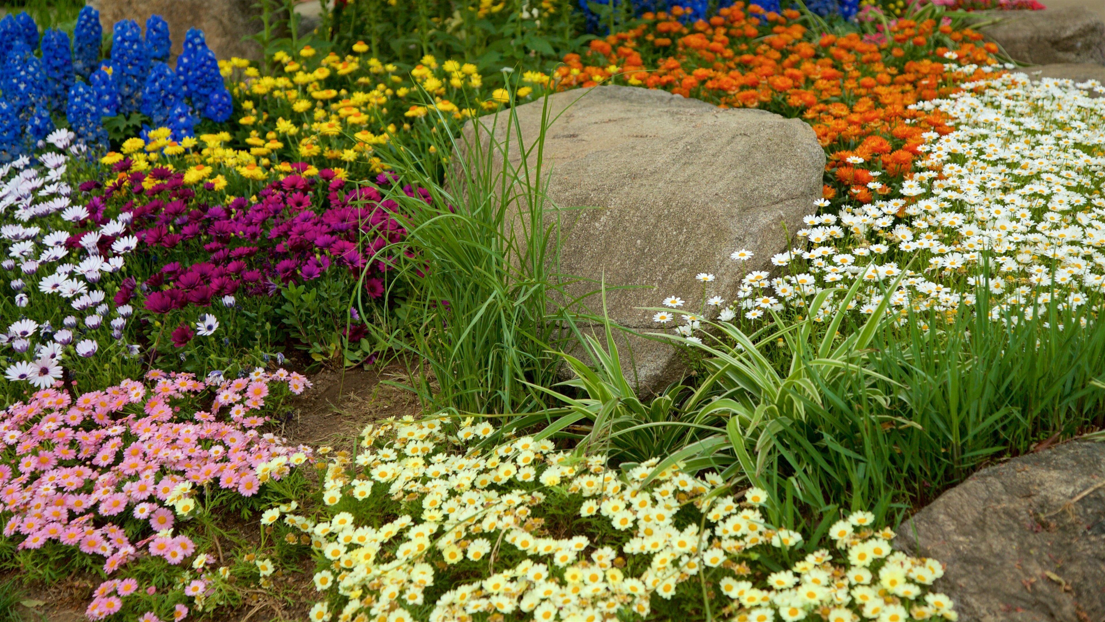 Vườn bách thảo Namsan cho thấy hoa dại