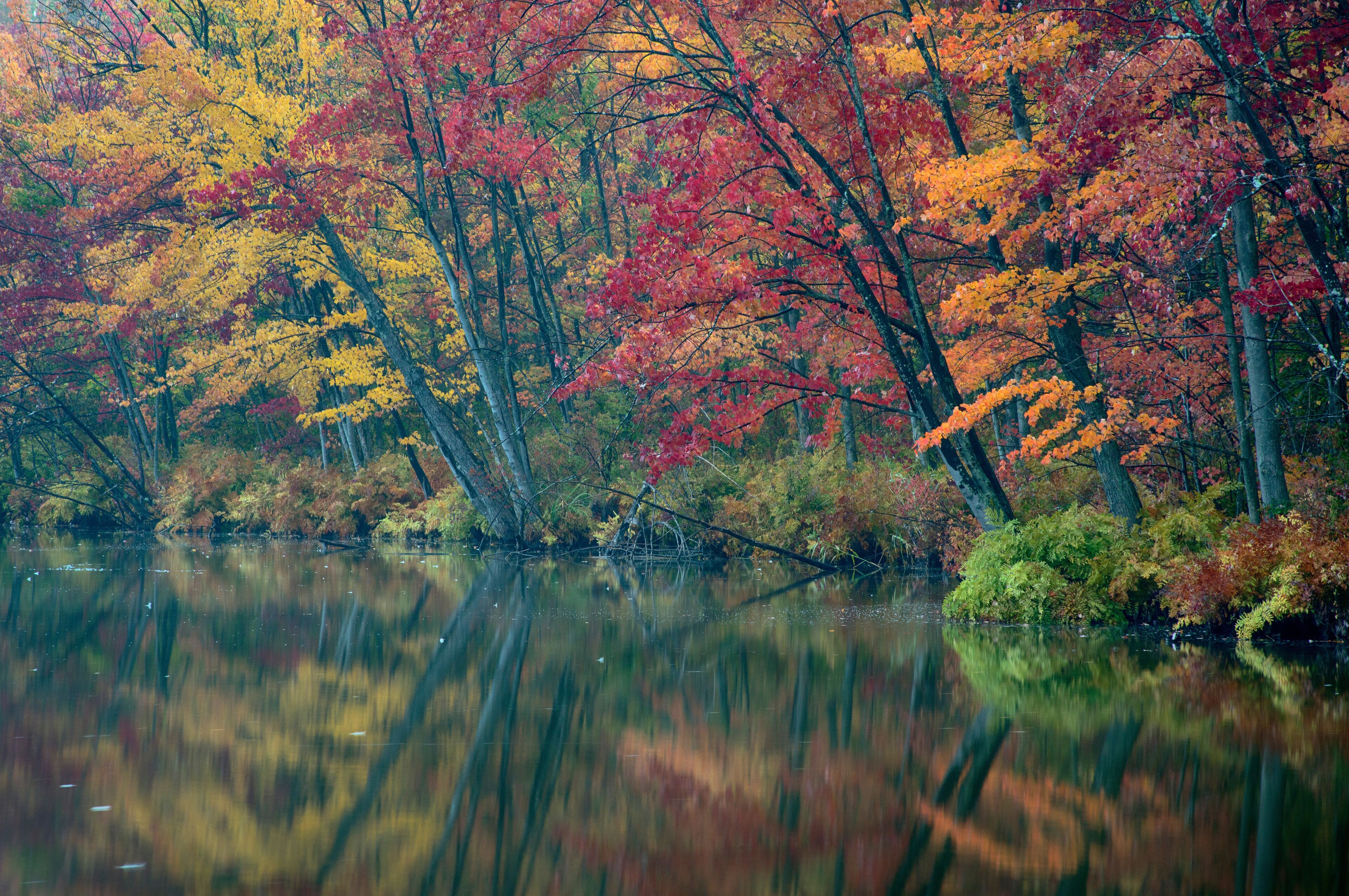 USA, New York State. Autumn trees reflected, Beaver Lake Nature Center.