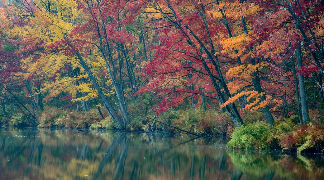 USA, New York State. Autumn trees reflected, Beaver Lake Nature Center.