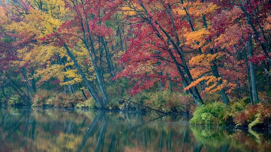USA, New York State. Autumn trees reflected, Beaver Lake Nature Center.