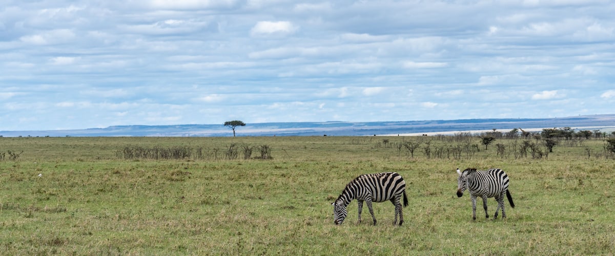 Zebras grazing in a grassy field with a cloudy sky and distant mountains.