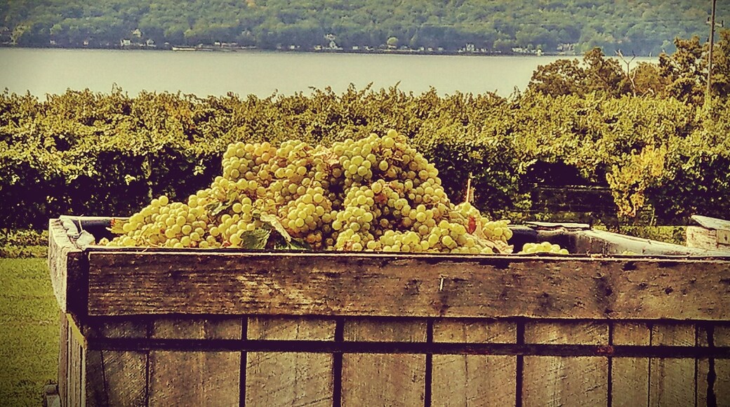 Harvest time at #Catharinevalleywinery