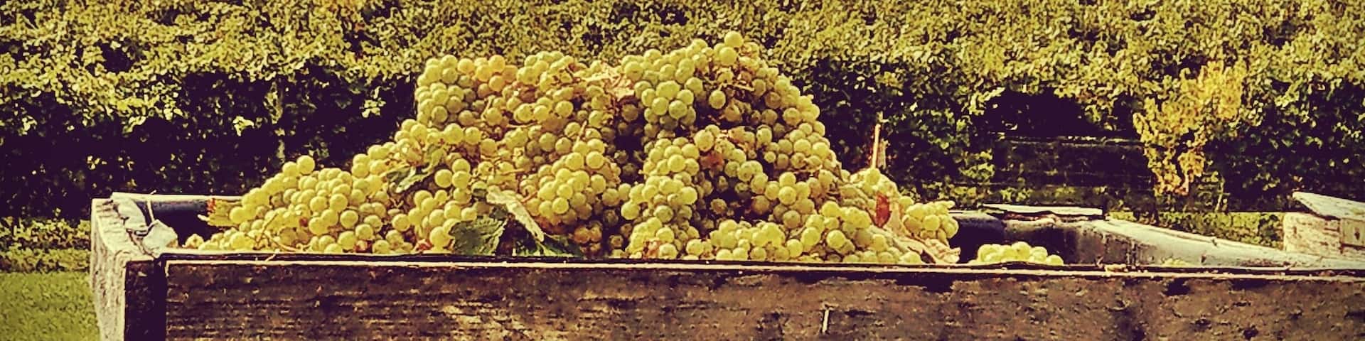 Harvest time at #Catharinevalleywinery