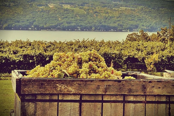 Harvest time at #Catharinevalleywinery