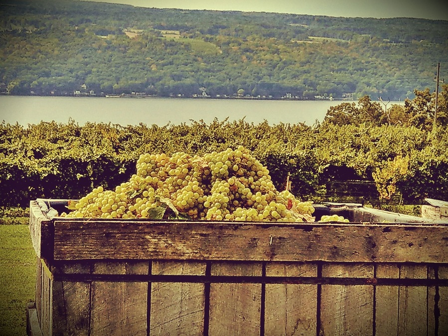 Harvest time at #Catharinevalleywinery