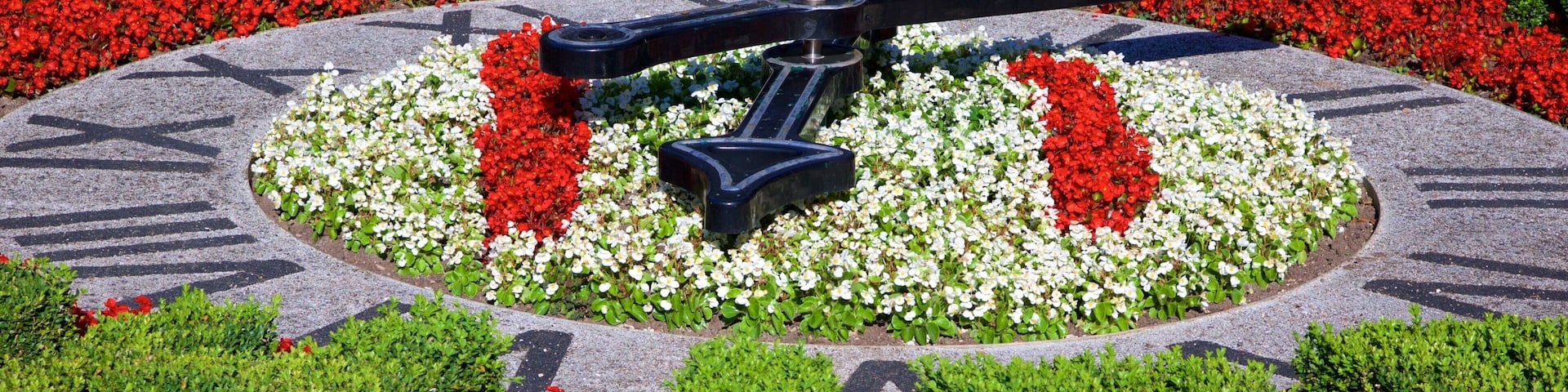 Pannett Park showing a park and flowers