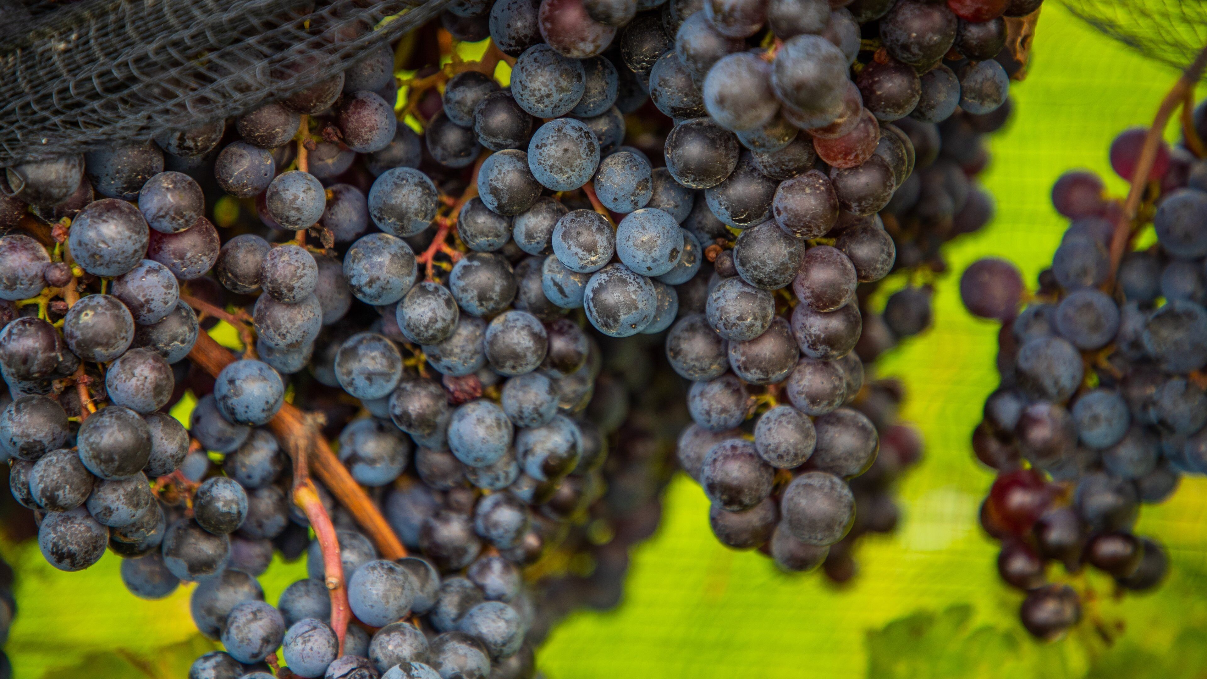 Ravine Vineyard Estate Winery which includes farmland