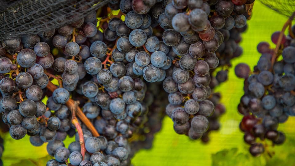 Ravine Vineyard Estate Winery which includes farmland