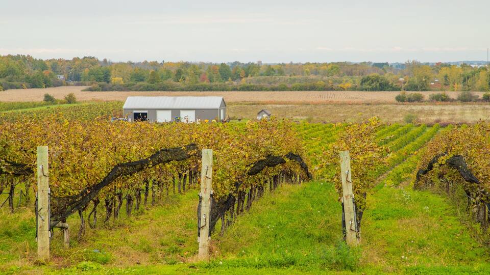 A vineyard with rows of grapevines, a small building, and a distant tree line.