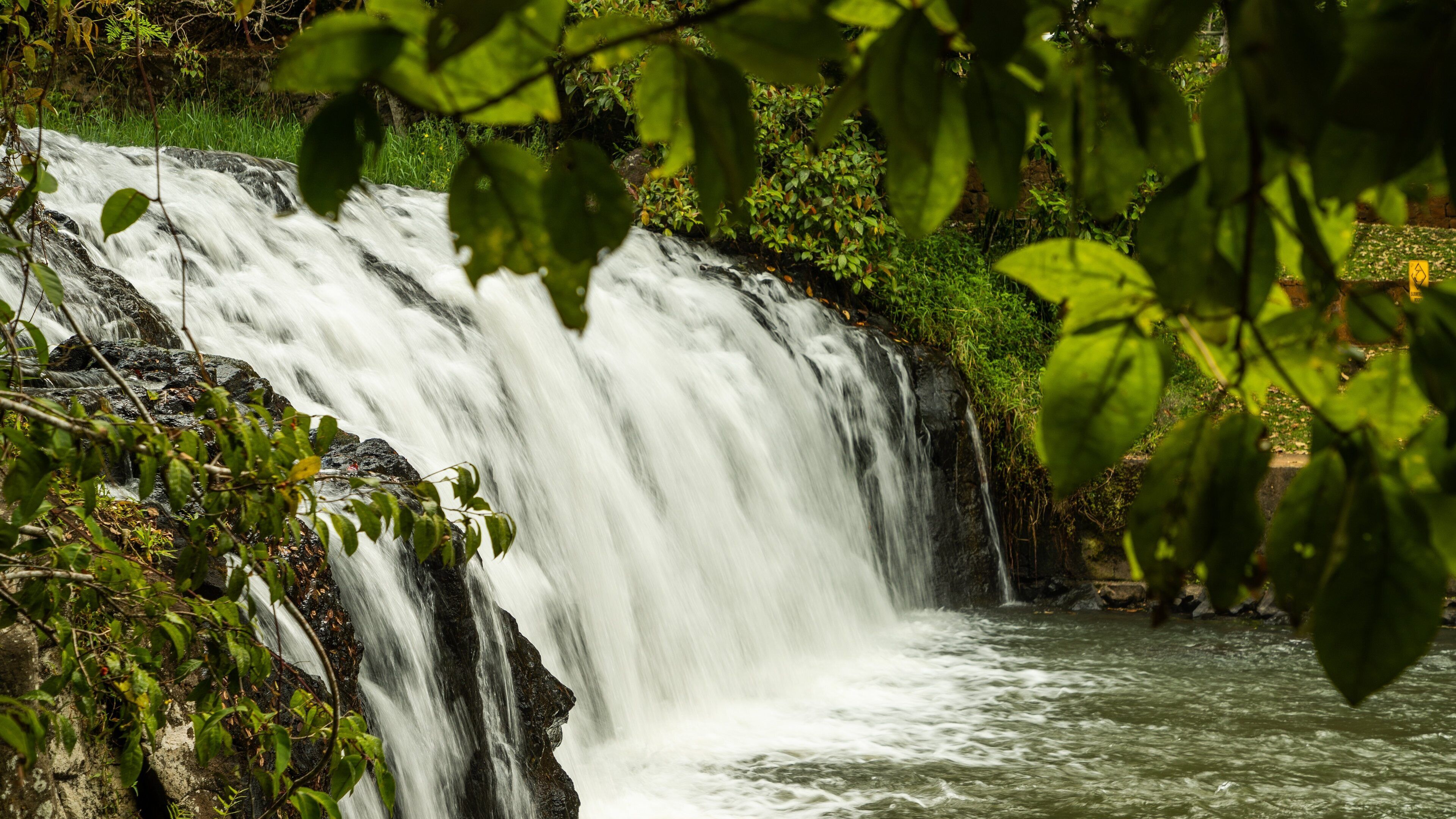Malanda Falls showing a river or creek and a waterfall