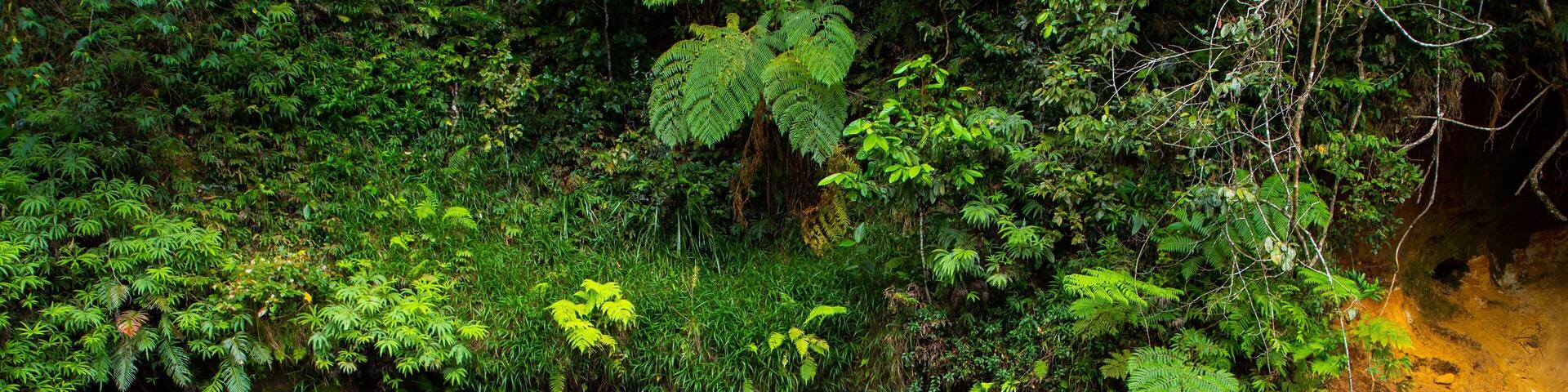 Malanda Falls showing a pond