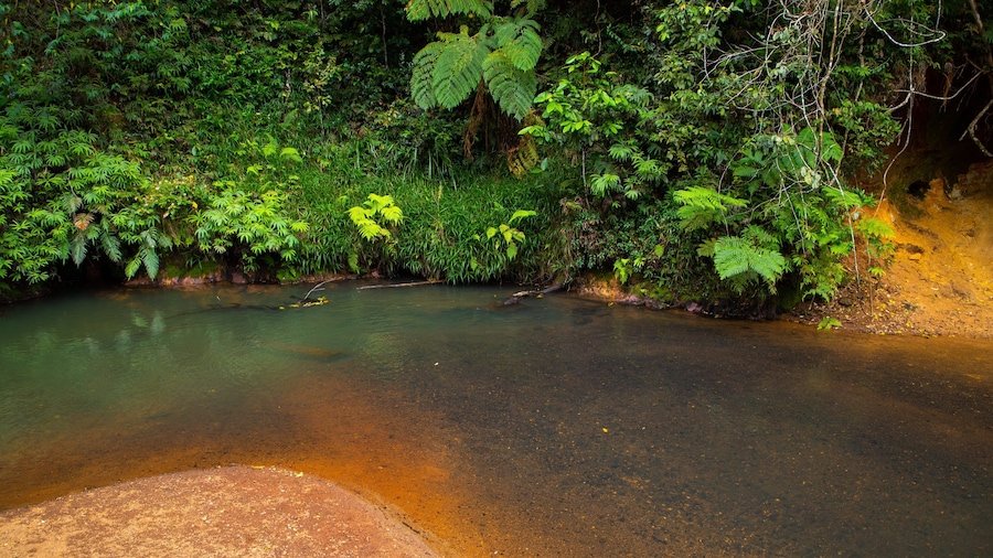 Malanda Falls showing a pond