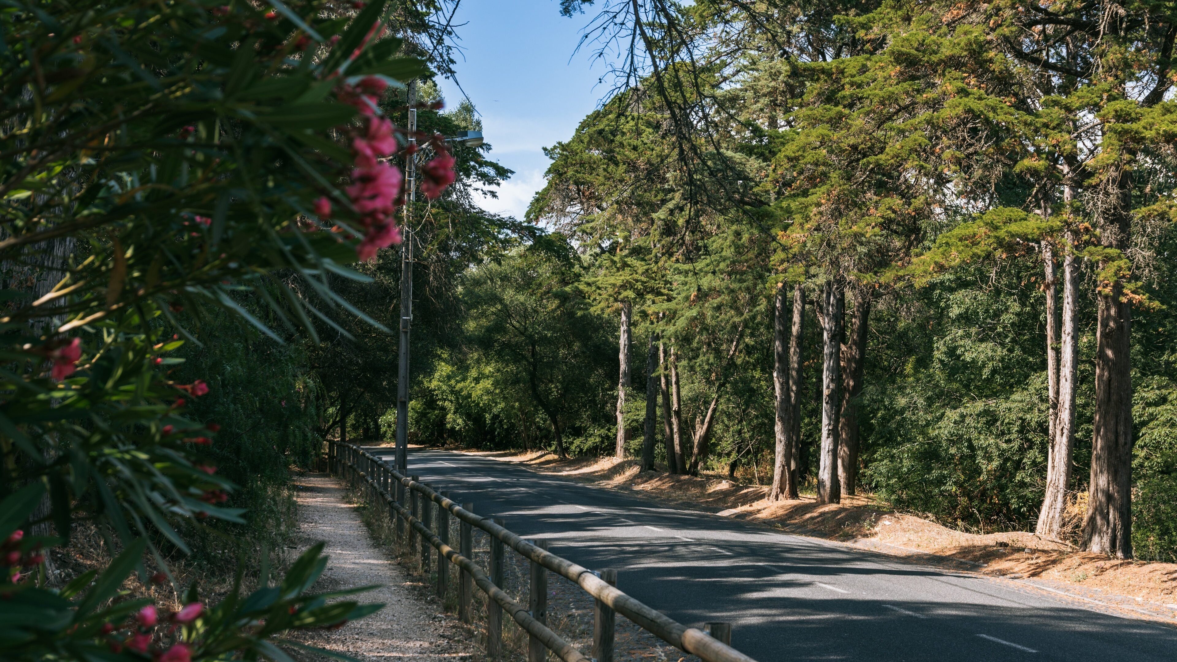 Monsanto Forest Park showing a park and wildflowers