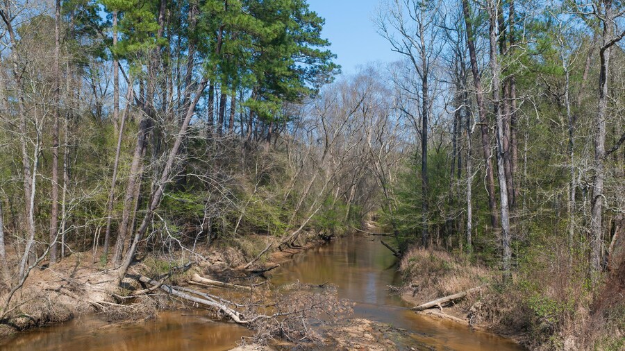 A Muddy, Slow Moving Stream in Bottomland Forest