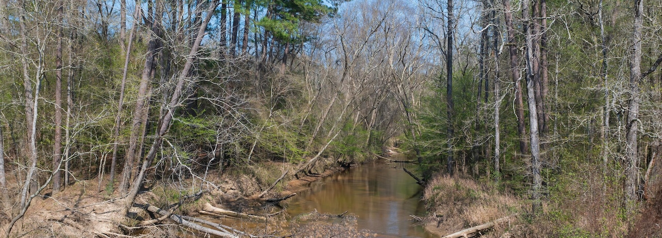 A Muddy, Slow Moving Stream in Bottomland Forest