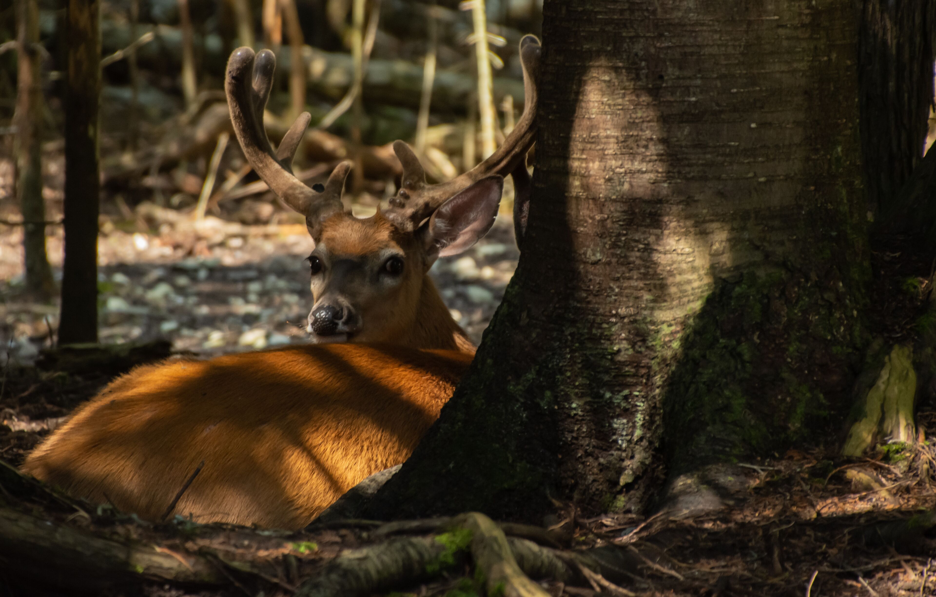 Deer at St. Ignace deer ranch.