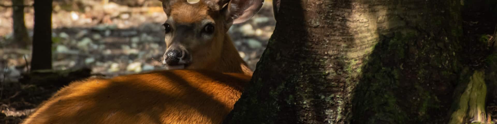 Deer at St. Ignace deer ranch.