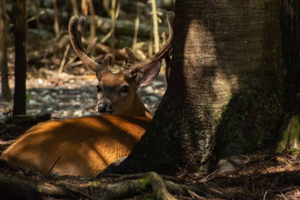 Un ciervo con astas descansando contra un árbol en un bosque.