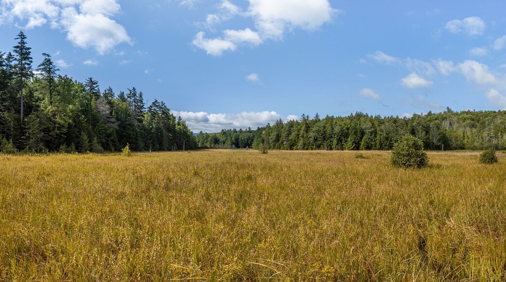 Sunny, panoramic view of the hidden marsh or fen at Mountain Top Arboretum, Tannersville, New York, USA