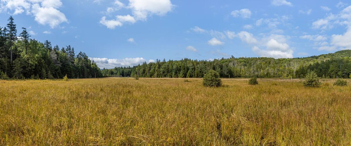 Sunny, panoramic view of the hidden marsh or fen at Mountain Top Arboretum, Tannersville, New York, USA