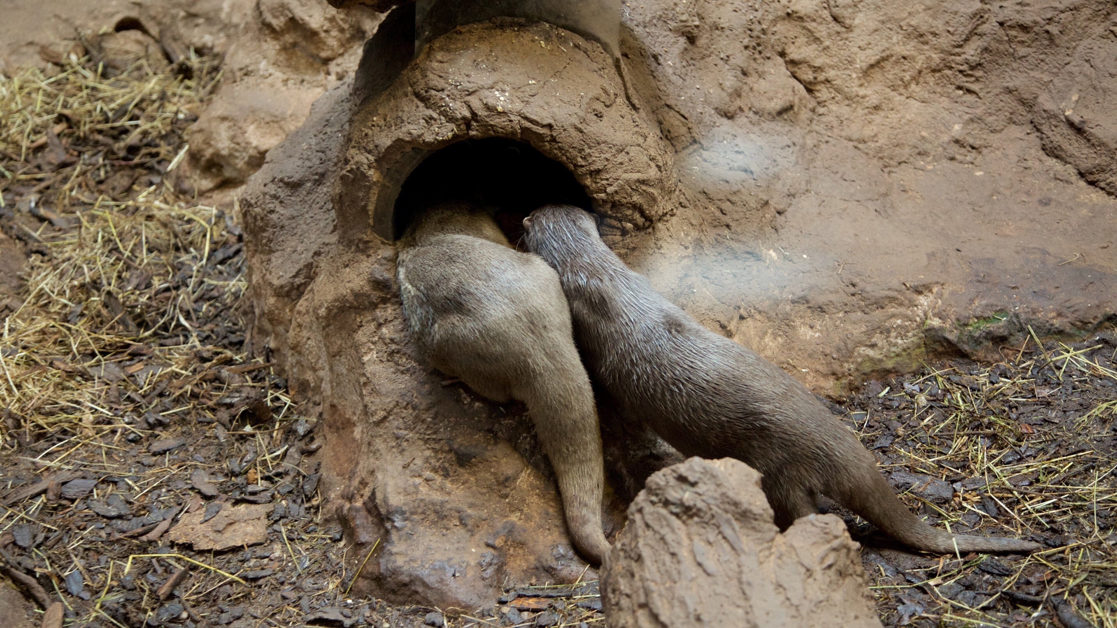 Lakeside which includes marine life and animals