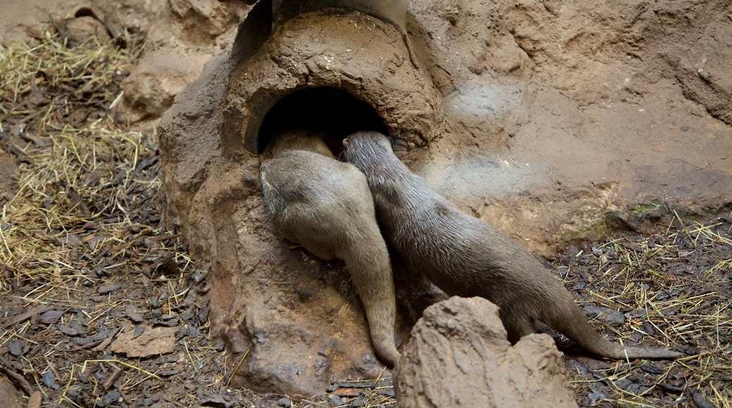 Lakeside que incluye vida marina y animales